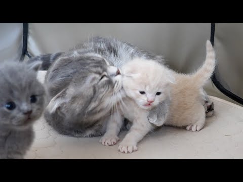 Tragedy kitten …(YouTube)