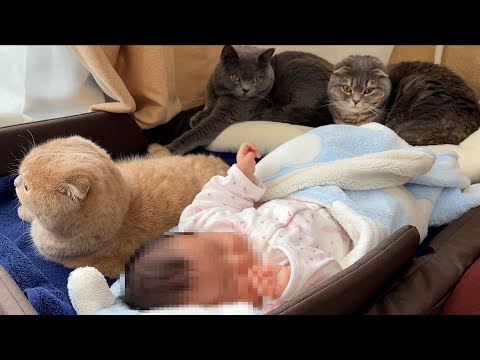 Cats want to sleep with a baby…(YouTube)