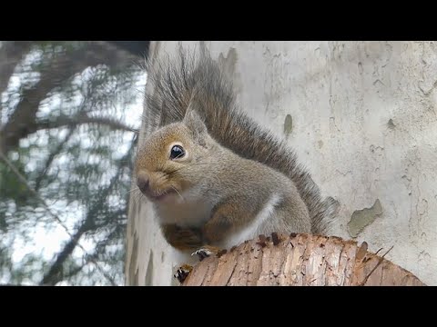 日本の動物・日本の鳥Ⅱ」2022年2月19日9時30分撮影(YouTube)