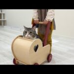 久しぶりに会ったお嬢の遊びに付き合ってあげてる猫がかわいすぎたw(YouTube)