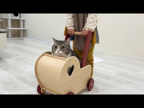 久しぶりに会ったお嬢の遊びに付き合ってあげてる猫がかわいすぎたw(YouTube)