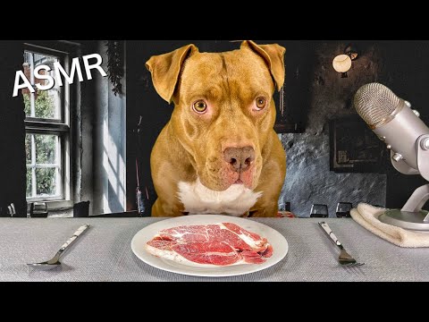 【ASMR】レストランでお肉を食べまくるピットブルw(YouTube)