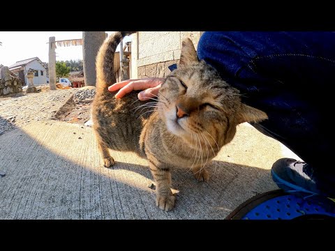 鳥居の前で出会った猫を撫でると喜んで付いてくるようになった(YouTube)