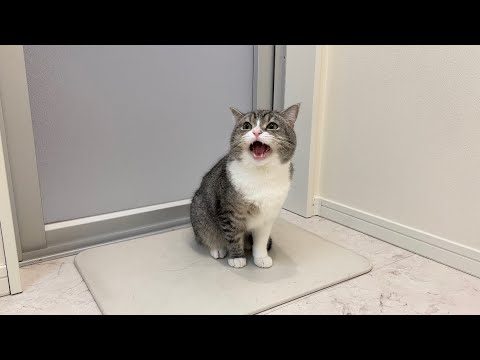 長風呂してたら甘えんぼ猫がドアの前でこうなっちゃいました…(YouTube)