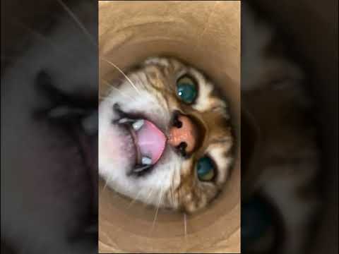 筒の中のおやつ視点(YouTube)