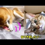 ついに猫化してしまった柴犬♥(YouTube)