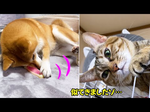 ついに猫化してしまった柴犬♥(YouTube)