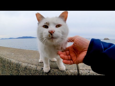 防波堤にいた野良猫、撫でるとゴロゴロ喜んでカワイイ(YouTube)