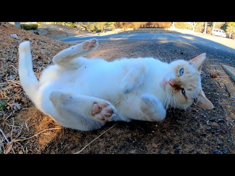 最初は逃げたけどやっぱり撫でられにきた白猫ちゃん(YouTube)