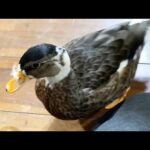 アヒルにとんでもない量の鼻毛が・・・！(YouTube)