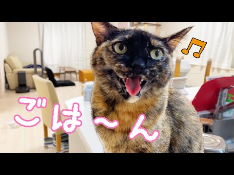 娘が猫たちに夜ご飯をあげるときはバタバタです…！(YouTube)