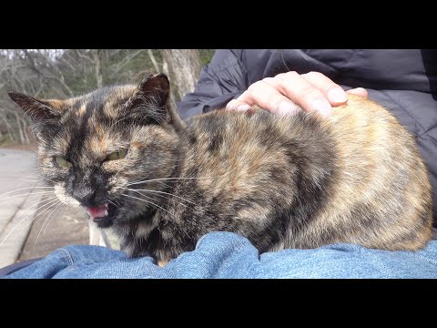 サビ猫がひざの上でケラケラと鳴く(YouTube)
