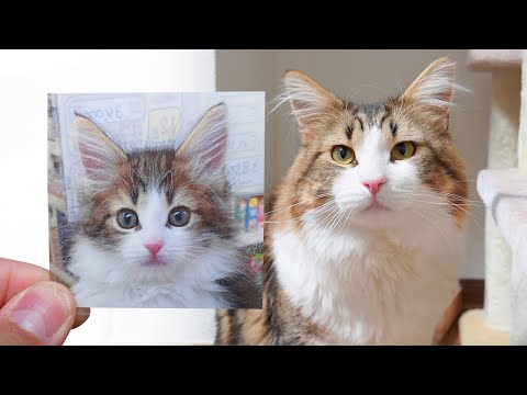 売れ残りでお迎えした猫の子猫時代の写真が見つかりました(YouTube)