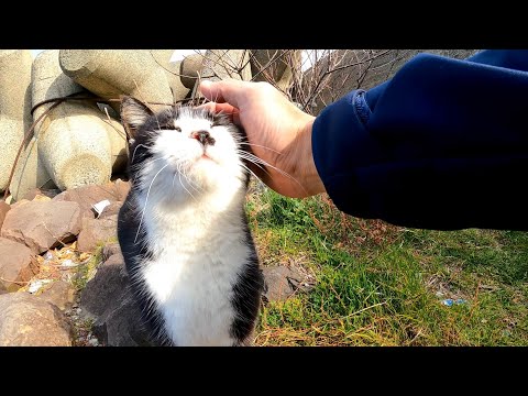 テトラポットから野良猫がモフられに出てきた(YouTube)