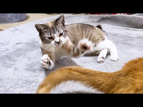 お姉ちゃん猫が尻尾遊びを始めると子供猫もつられて始めちゃいます♥(YouTube)
