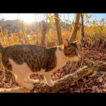 ダムの周りの遊歩道で出会った野良猫と散歩してきた(YouTube)