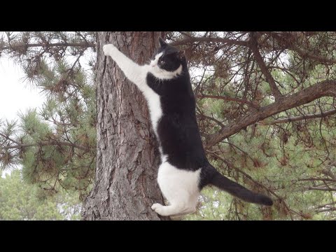 広場を走り回っているうちに、高い木に駆け登ってしまった猫(YouTube)