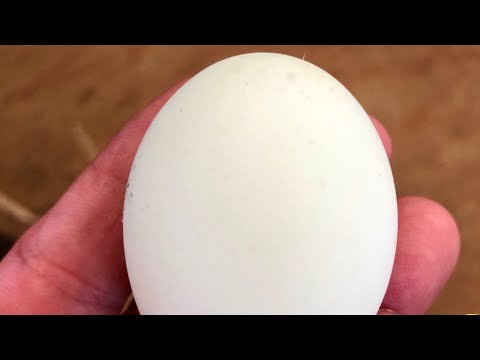 緑色の卵⁉️(YouTube)