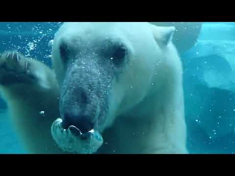 ホッキョクグマ　2022年2月27日10時撮影(YouTube)