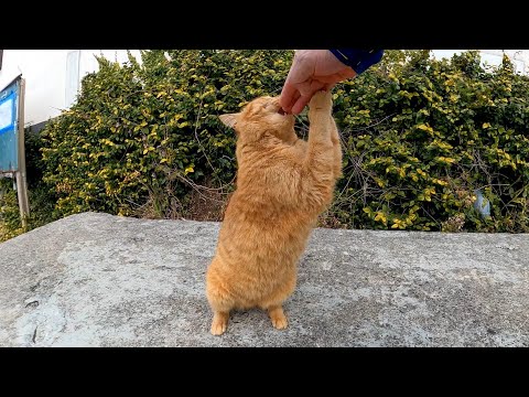 コンクリートのベンチに茶トラ猫がいたので撫でると他の猫も集まってきた(YouTube)