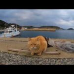 【今週のボツ動画】短い野良猫動画まとめて公開-unreleased video of this week-2022/2/2w(YouTube)