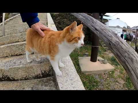 【今週のボツ動画】短い野良猫動画まとめて公開-unreleased video of this week-2022/2/4w(YouTube)