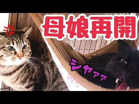 2年ぶりの猫母娘再開で喧嘩が始まってしまいました(YouTube)