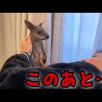なんの前触れもなく急に豹変するカンガルーの赤ちゃん(YouTube)