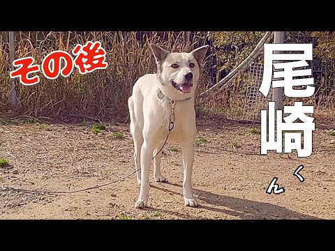 【制御不能野犬】尾崎くん施設迎え入れ３日目👍(YouTube)