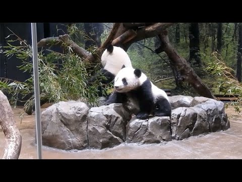 パンダのもり　2022年2月4日11時撮影(YouTube)
