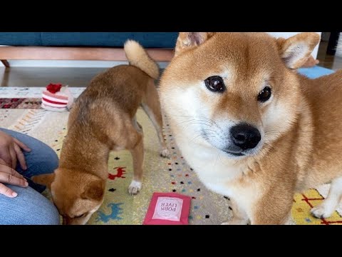 たぶん我が家史上最大のわちゃわちゃしたドギボ回。(YouTube)