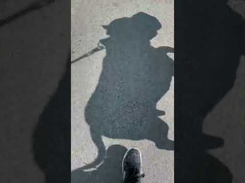 影がカッコいいピットブル#shorts(YouTube)