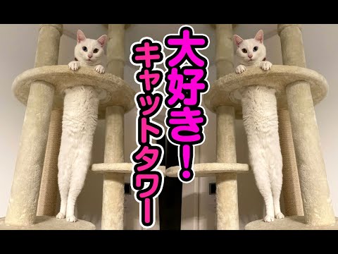 【猫動画】大好き！キャットタワー〜にゃんともパレード〜#130(YouTube)