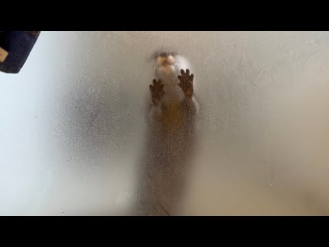 お風呂のドアをカキカキして飼い主呼びつけるカワウソ otter prompts its owner by touching the bathroom door(YouTube)