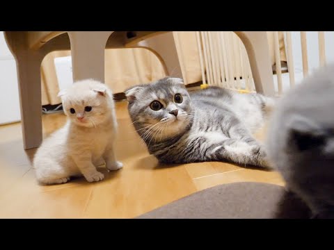 Kittens love women(YouTube)