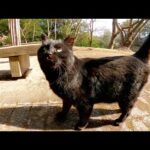 黒猫が可愛い鳴き声でニャーニャーと話しかけてきた(YouTube)