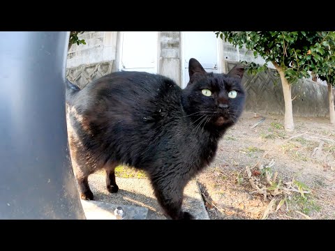 人間と遊びたいけど、触られるのは断固拒否する黒猫(YouTube)