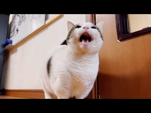 スーパー猫の日にちなんでかわいい猫の鳴き声をお聞きください(YouTube)