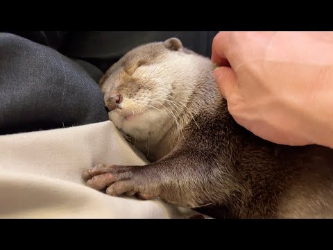 寝床にする人間はどうやら誰でもいいっぽいカワウソ Anybody can be a bed for an otter.(YouTube)