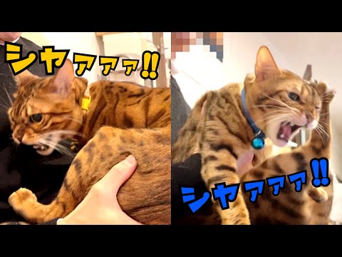 縄張り争いでシャーシャー威嚇する猫親子(YouTube)