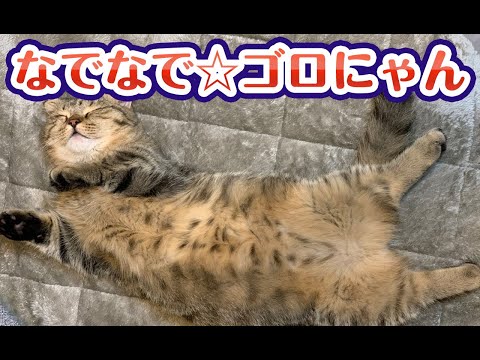 【猫動画】なでなで☆ゴロにゃん〜にゃんともパレード〜#129(YouTube)