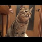 姉妹から嫌われた猫の怒りが治まりません(YouTube)
