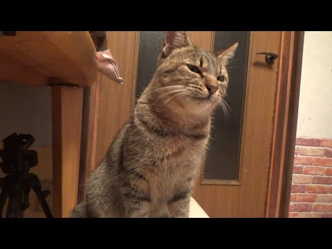 姉妹から嫌われた猫の怒りが治まりません(YouTube)