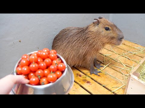 カピバラにトマト60個チャレンジしてもらう(YouTube)