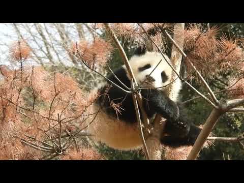 パンダのもり　2022年2月24日9時撮影(YouTube)