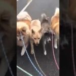 秋田犬５頭大型野犬と散歩（7年前）　#Shorts(YouTube)
