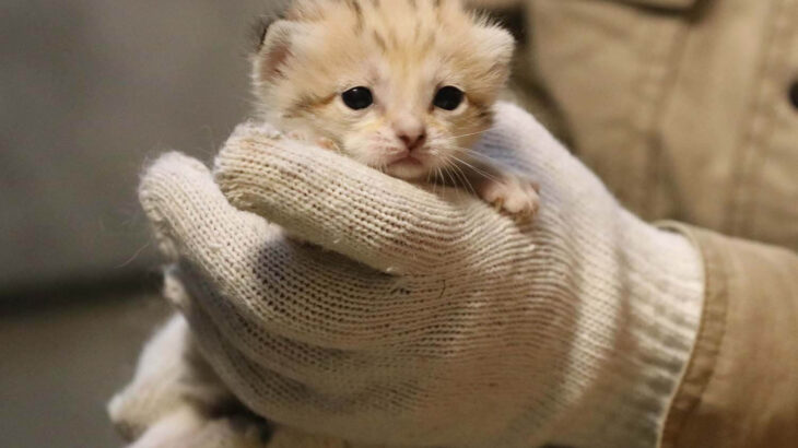 世界最小級の野生ネコ「スナネコ」の赤ちゃんが一挙に4頭も誕生！全員並んだ可愛い写真も公開(ブログ)