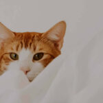 猫もお家にいながらキャンプを楽しめる♪ 猫用サイズの本格的なテント「Cat Tent」(ブログ)