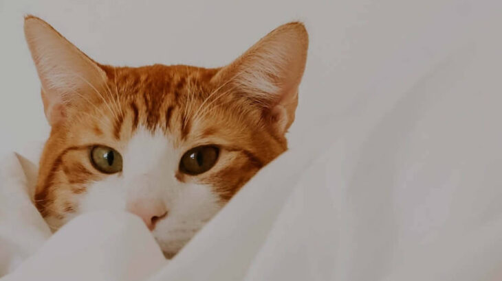 猫もお家にいながらキャンプを楽しめる♪ 猫用サイズの本格的なテント「Cat Tent」(ブログ)