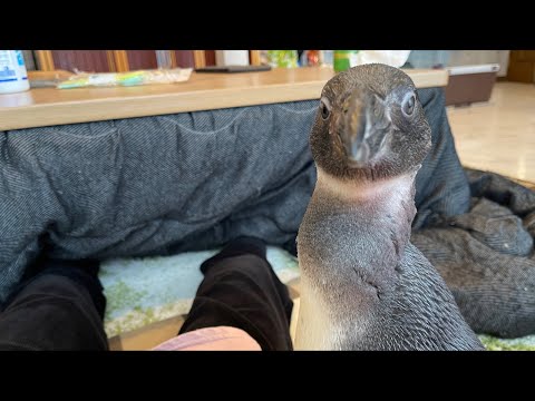 nosh食べながらタンクとゆるゆる生配信(YouTube)